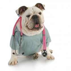 Demodicosis In Dogs
